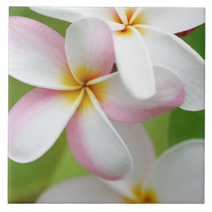 Vazio personalizado flor de Havaí do Frangipani d