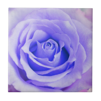 Vazio personalizado fundo da lavanda do rosa do