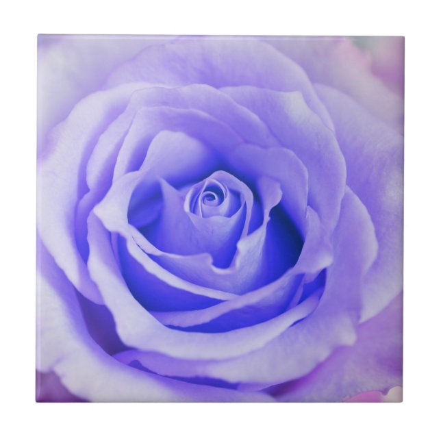 Vazio personalizado fundo da lavanda do rosa do (Frente)