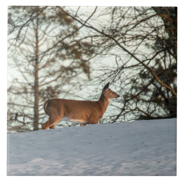 Veado Branco (Frente)