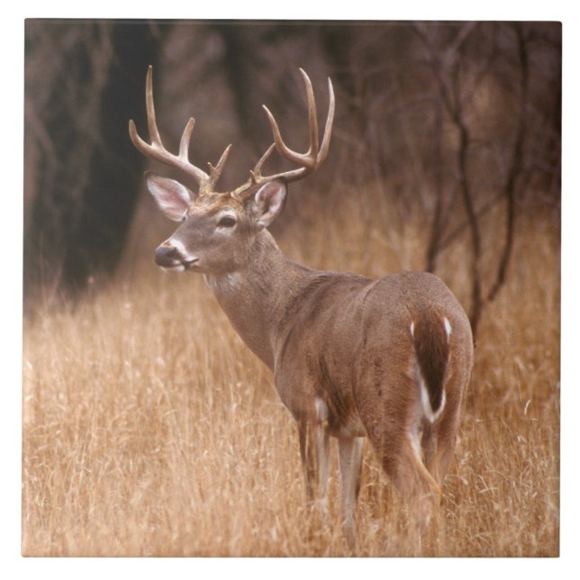 Veado Branco | Parque Estadual de Choke Canyon, TX (Frente)