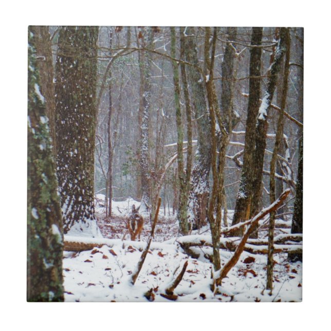 veado-cauda-branco na neve (Frente)