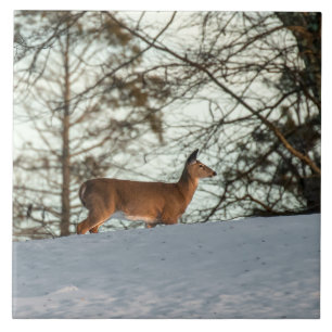Veado de Cauda Branca