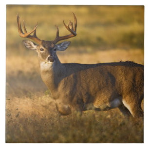 Veado-mateiro (Odocoileus virginianus) adulto