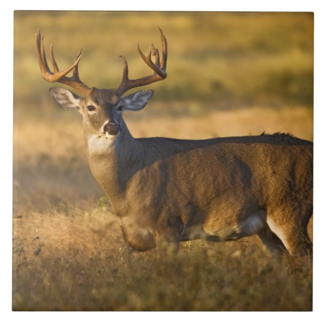 Veado-mateiro (Odocoileus virginianus) adulto (Frente)