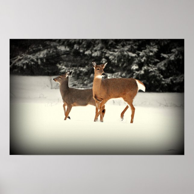 Veado na Poster de neve (Frente)