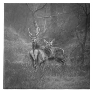 Veado vermelho e veado selvagens em Scotland