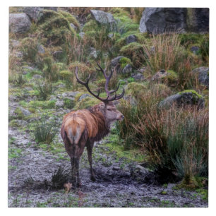 Veado vermelho selvagem no azulejo de Scotland