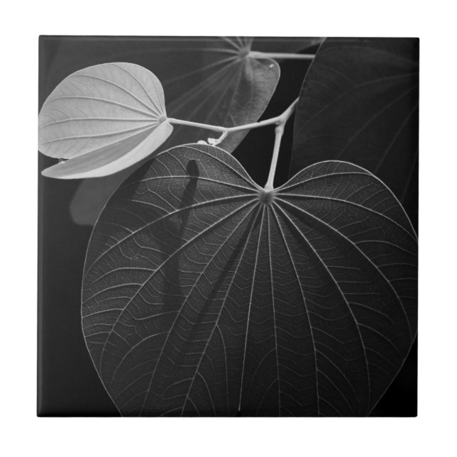 Veias de uma folha (Frente)