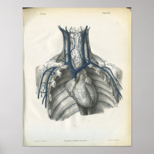Veias do impressão da anatomia da caixa