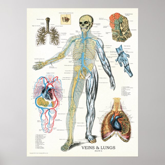 Veias Pulmões Anatomia Humana Poster 18 x 24 (Frente)