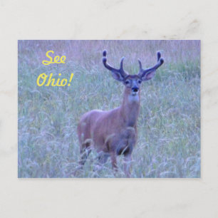 Veja Ohio! Cartão postal (Whitetail Buck)