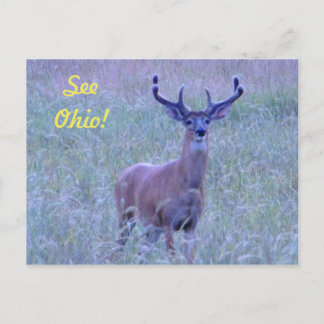 Veja Ohio! Cartão postal (Whitetail Buck)