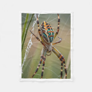 Velo Cobertor de Aranha de Jardim Colorida
