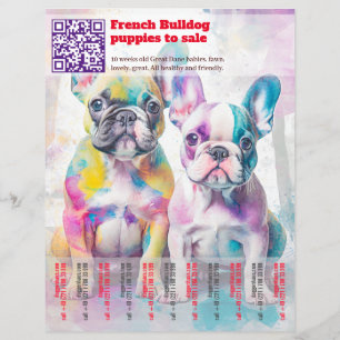Venda de filhotes de Frenchie Design Flyer