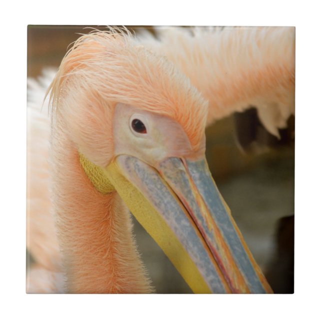 Vendo Você Azulejo Pelicano (Frente)