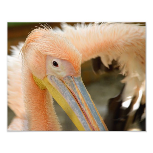 Vendo você Impressão de Foto Pelicano (Frente)