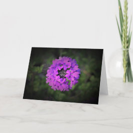 Verbena, cartão