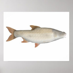 Verdadeiro poster tetra em grande escala