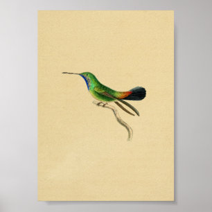 Verde 1830 vermelho do impressão do colibri do