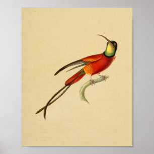 Verde 1830 vermelho do impressão do colibri do