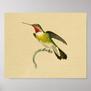 Verde 1830 vermelho do impressão do colibri do