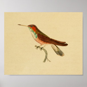 Verde 1830 vermelho do impressão do colibri do