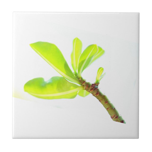 Verde deixa Kudu Lily Natureza se sentir (Frente)