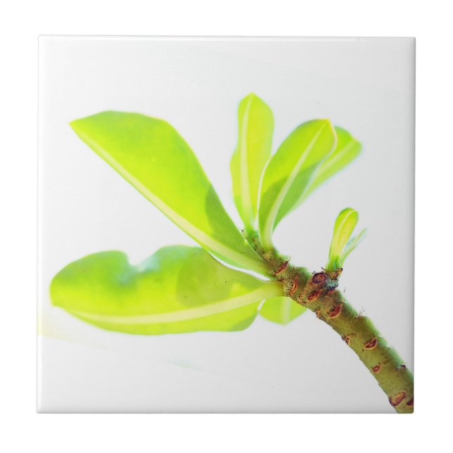 Verde deixa Kudu Lily Natureza se sentir (Frente)