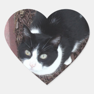 Verde preto e branco bonito etiquetas Eyed do gato