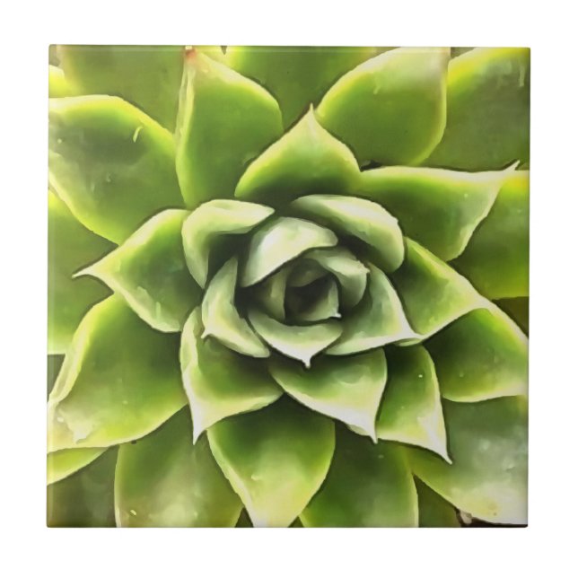 Verde Suculta Arte Cactos (Frente)