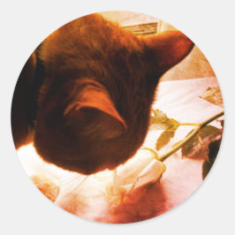 Verificando Os Adesivos De Gato