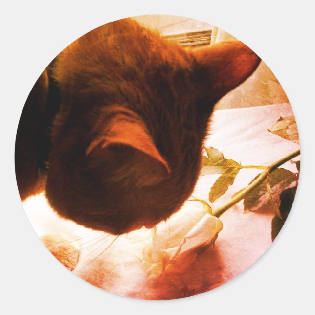 Verificando Os Adesivos De Gato (Frente)