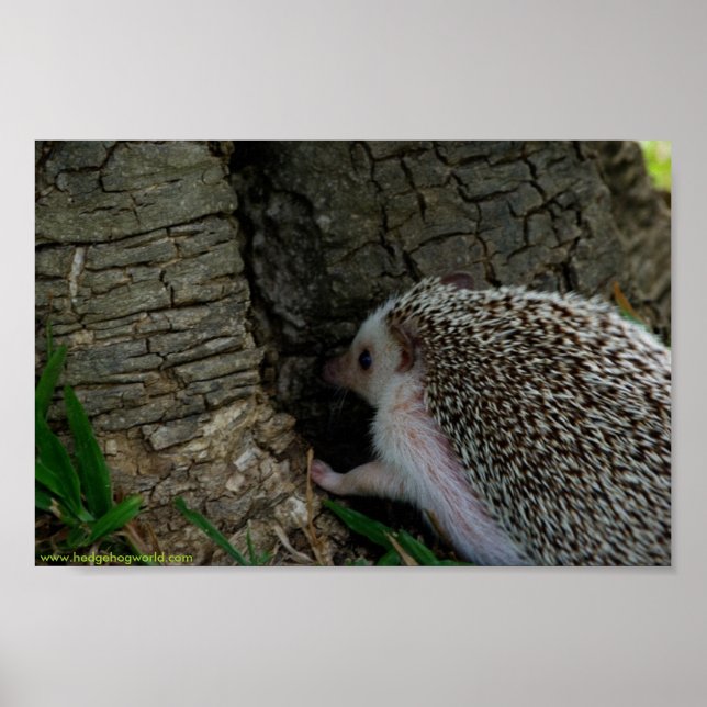 Verificando poster (Frente)