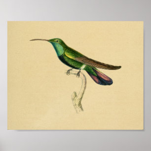 Vermelho 1830 do verde do impressão do colibri do
