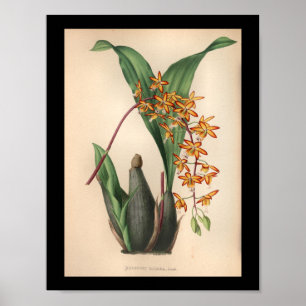 Vermelho 1860 do impressão da flor da orquídea d