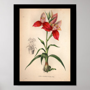 Vermelho 1860 do impressão da flor da orquídea d