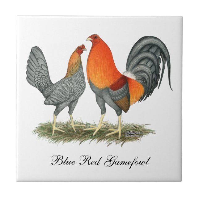 Vermelho azul Gamefowl (Frente)