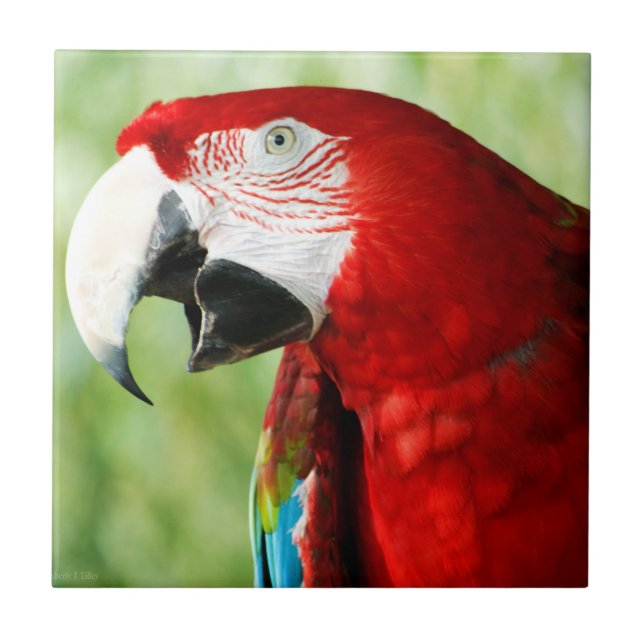 Vermelho Brilhante (Frente)