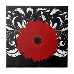 Vermelho brilhante Gerbera Daisy em preto