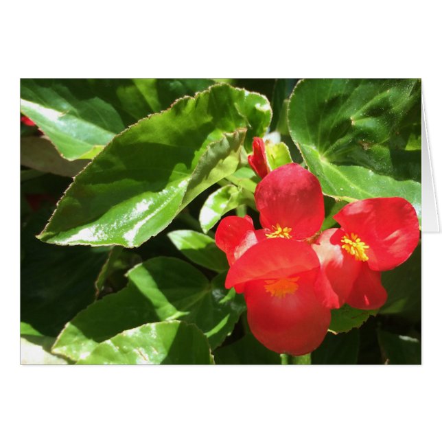 Vermelho em Verde, cartão de flor (Frente Horizontal)