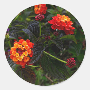 Vermelho Laranja Trailer Lantana nº 1 Adesivos