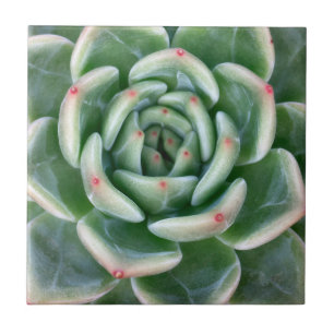Vermelho verde Succulent derrubado