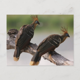 Viagem coletando cartão postal 10