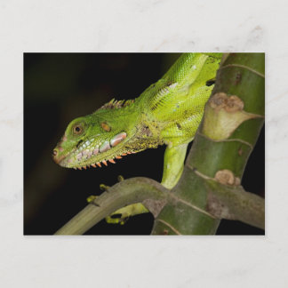 Viagem coletor de cartão postal 12