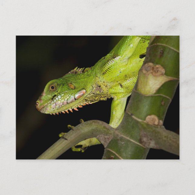 Viagem coletor de cartão postal 12 (Frente)