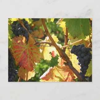 Viagem coletor de cartão postal 65