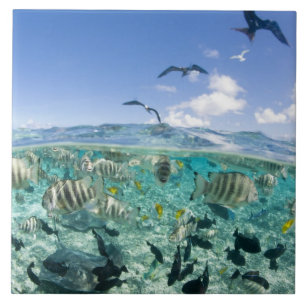 Viagem de safári pela lagoa com arraias