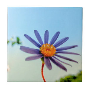 Vibes Selvagens de Flor Azul Mole