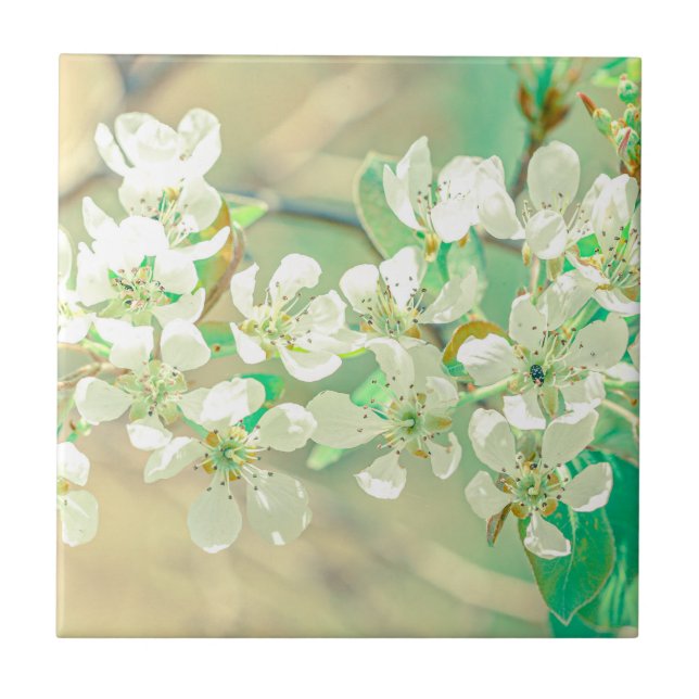 Víblias Primavera Positivas De Árvore De Pear Deix (Frente)